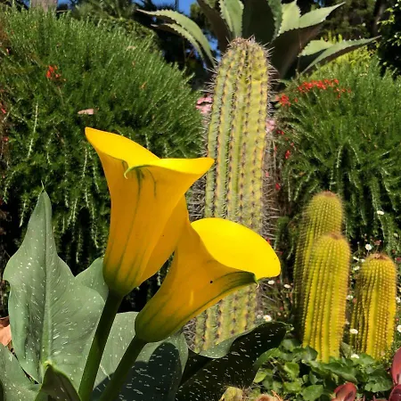 Medapartment Lejlighed Sanremo